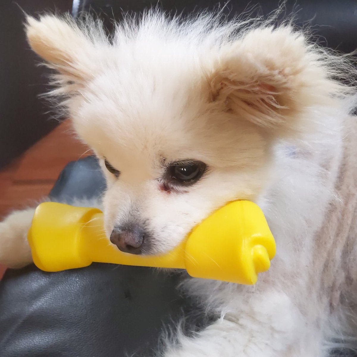 Warren For US tweet media