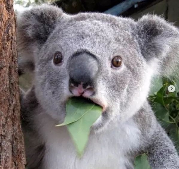 #Sabiasque El mes pasado la Embajada de Australia 🇦🇺 celebró su segundo aniversario en Colombia 🇨🇴 ¿Quieres saber que ha pasado en estos años? 
En junio de 2017 había alrededor de 28 empresas australianas operando en 🇨🇴, mientras que en junio de 2019 hubo 88. ¡Un aumento de 214%!