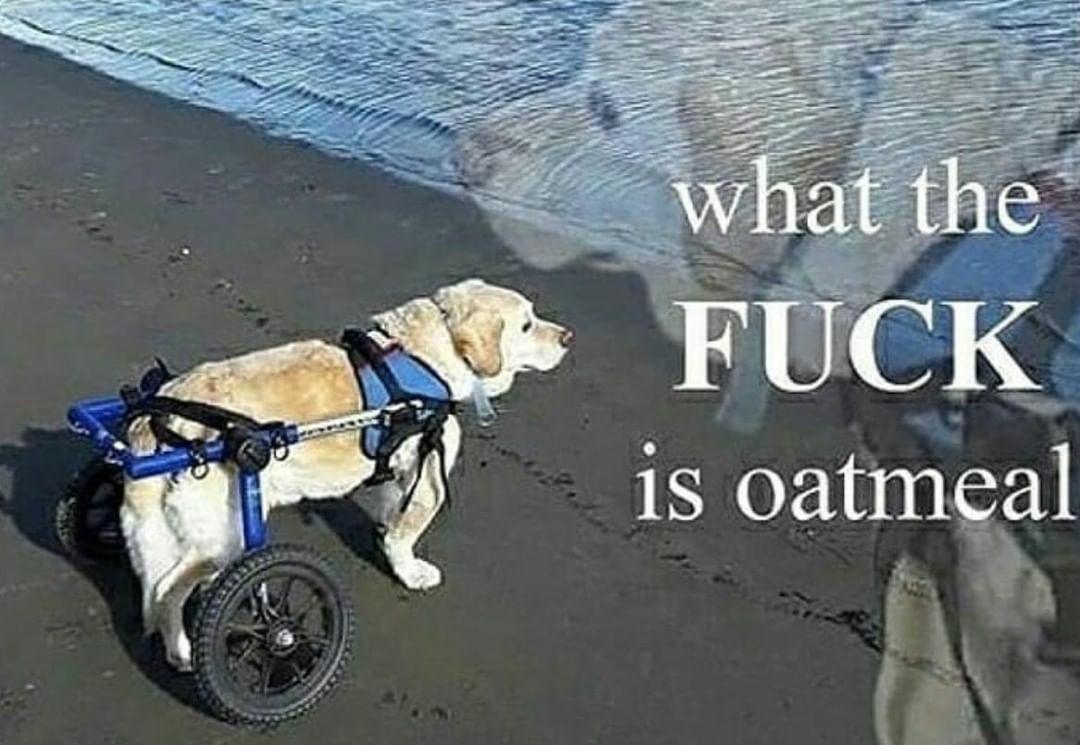 sofiamccoyfish's tweet image. 