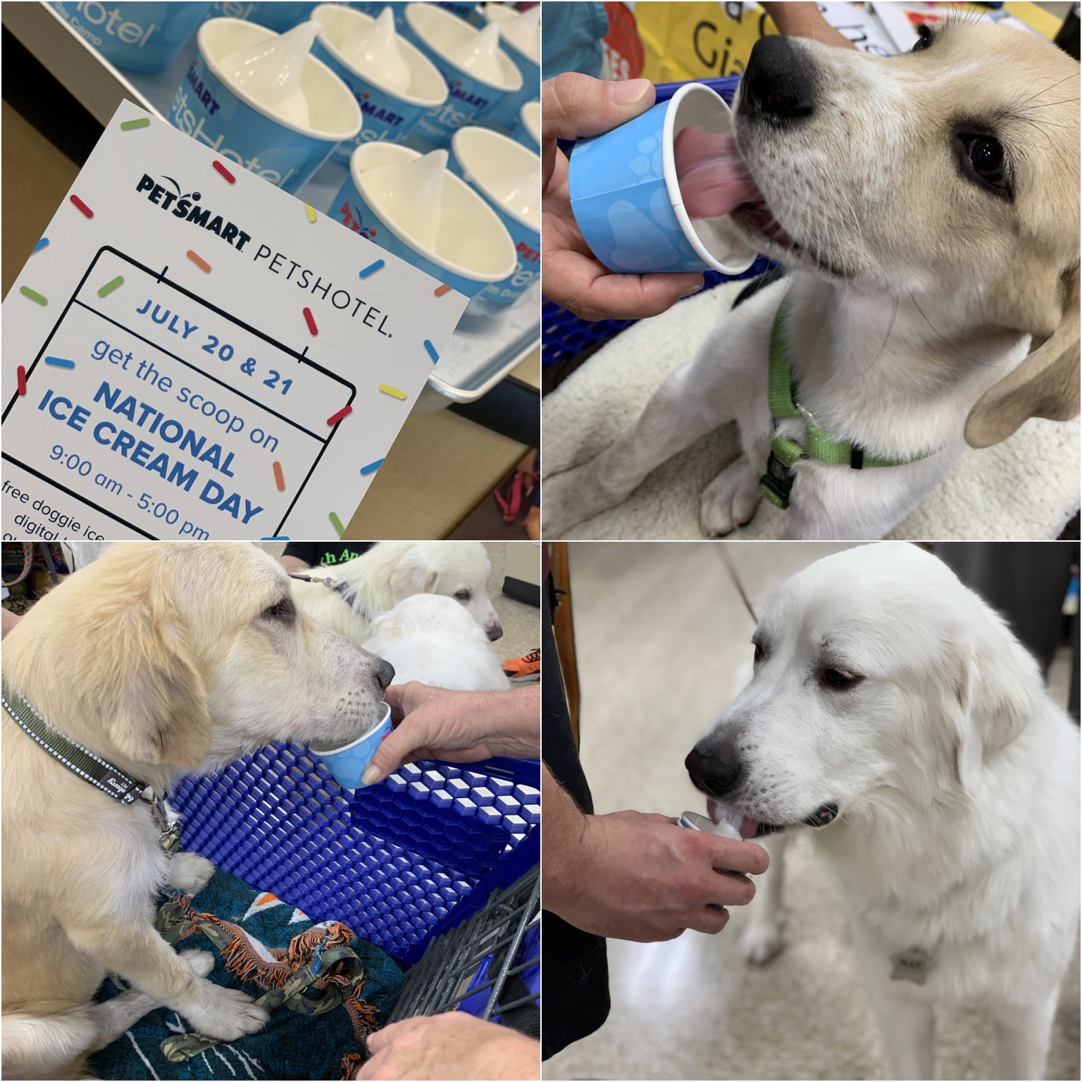 Petsmart 1953 Petsmart1953 X