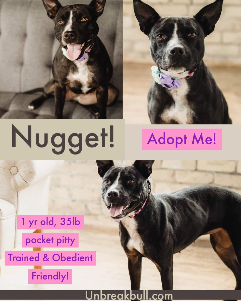 Unbreakabull of MN tweet media