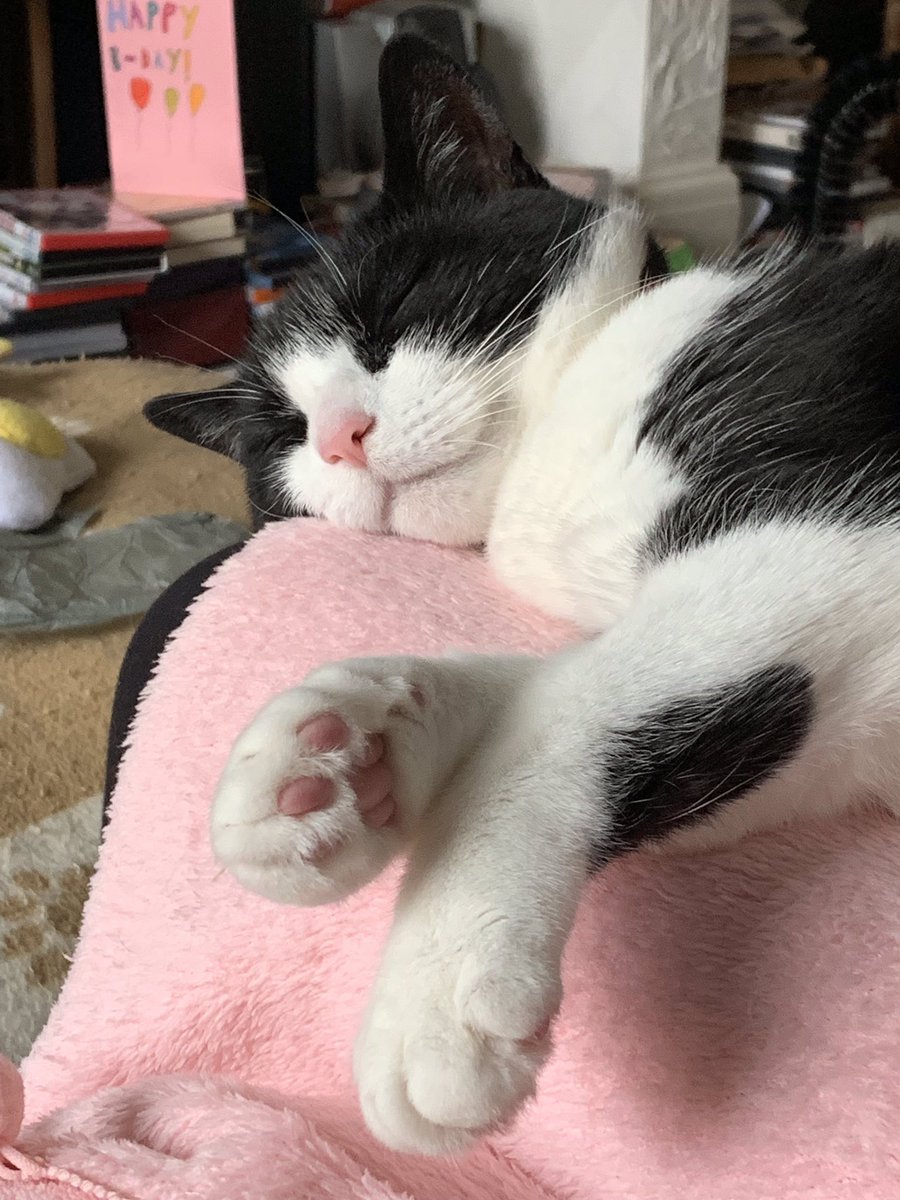 RaspberryMT's tweet image. Wierd few days😿wiz mummys stupid shifts n wezer yesterday😿today ad mummy n daddy to mypaw zey took tings to my old rescue charity shop(a story still to tell)den as me welcome dem back me coned into ze flea treatment😿least ad plenty cuddles😻Av purrfect wkend n meow next wk💗💕