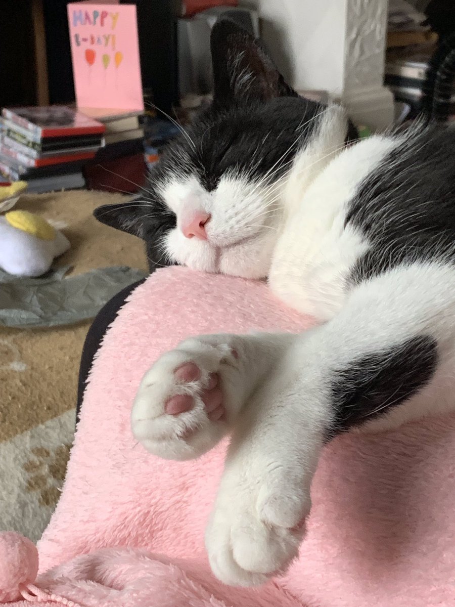 RaspberryMT's tweet image. Wierd few days😿wiz mummys stupid shifts n wezer yesterday😿today ad mummy n daddy to mypaw zey took tings to my old rescue charity shop(a story still to tell)den as me welcome dem back me coned into ze flea treatment😿least ad plenty cuddles😻Av purrfect wkend n meow next wk💗💕