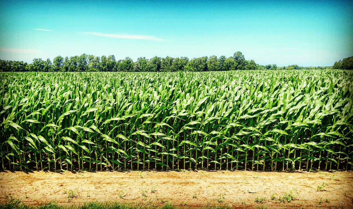 CraigRoth16's tweet photo. with the heat and 1.7 inches of rain this week it sure didn't take long to play catch-up just glad we are not tasseling this week #pioneerseed #plant19 #precisionplanting #vset #vdrive #wellingtonimplement #knize #feelingblessed https://t.co/XKWktAs2Lv