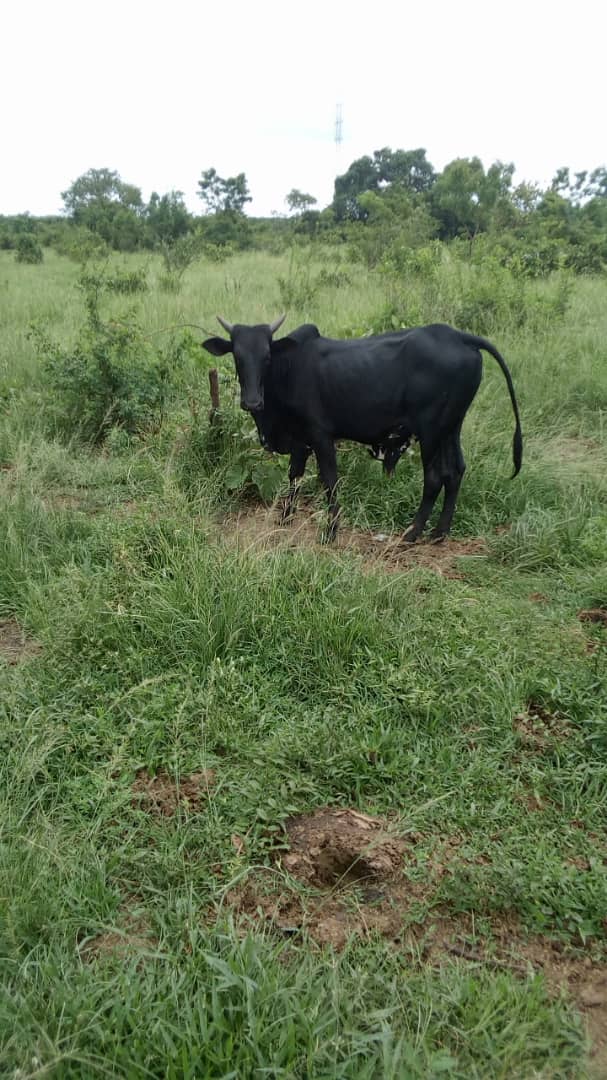 UmaruSanda's tweet photo. Eid-ul-Adhar is here and I have just the perfect bull for you. If you doubt, check the size of the balls.
Inbox for price and delivery.
#CowboyDiaries https://t.co/R17j5Pvlwe