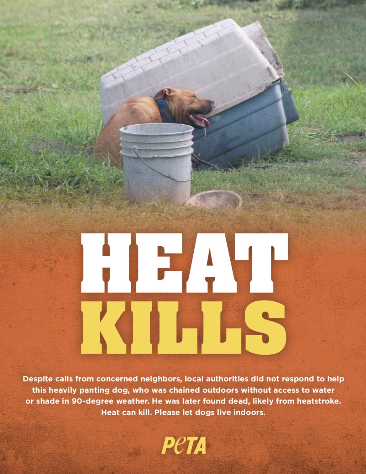 Can Heat Kill Dogs