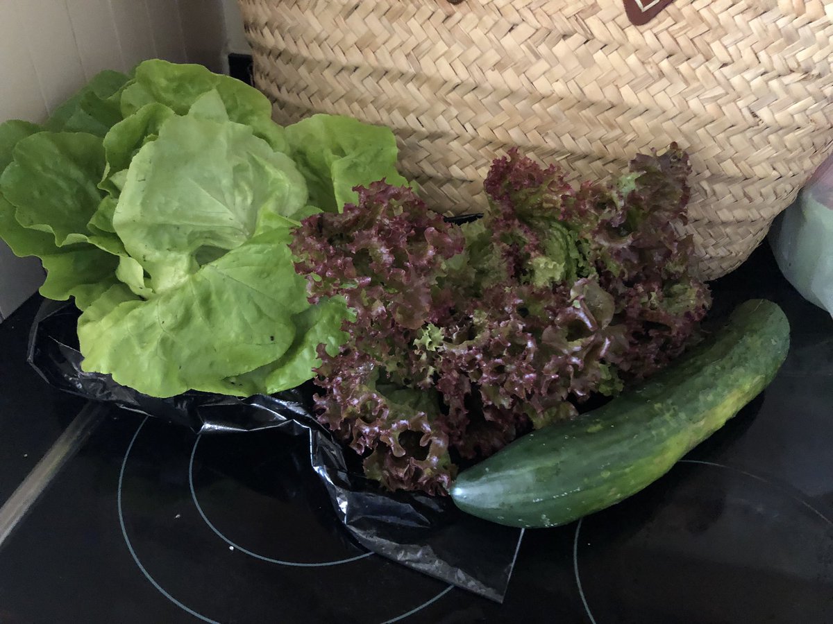 Can’t beat home grown salad &amp; cucumber.. Wish I had a kitchen garden where I could pick vegetables like this! #homegrown #kitchengarden