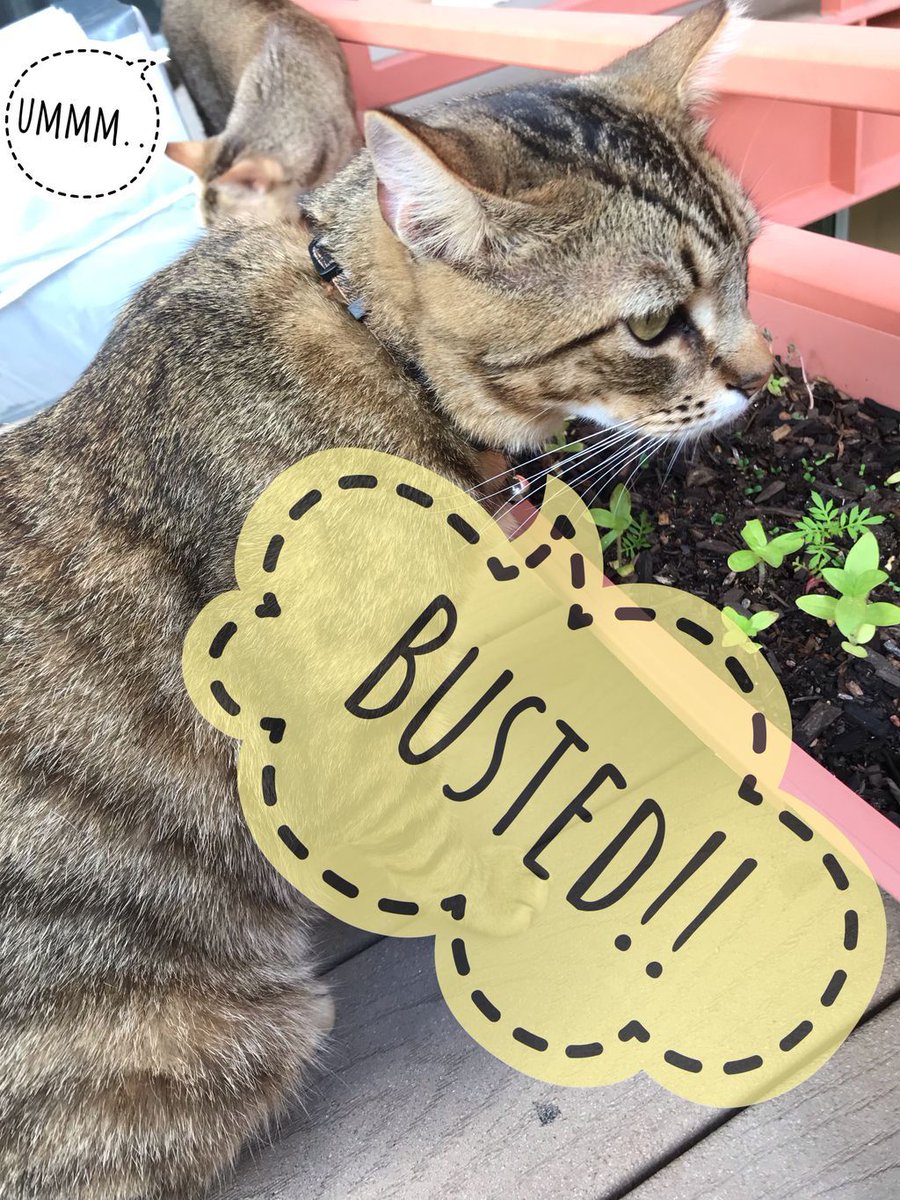 tatl_tail's tweet photo. Last time I saw Jackie, he was planning on doing some dirty work to Cashewβs garden when he was caught by Cashew herself! π #busted #troublemaker #missingJackie #outlaw https://t.co/w9BXkOmG3T