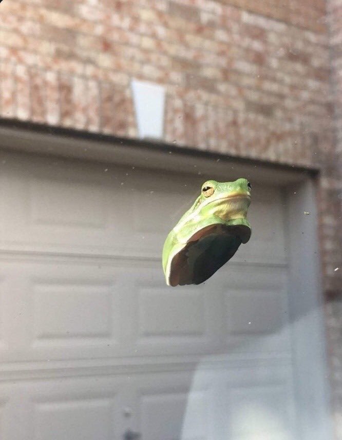 cbgraham102's tweet photo. @EthanVanSciver this frog on a windshield would be a kickass hood ornament for your vehicle. Get it something like this moulded. 👍 🐸. https://t.co/qKoL4WDrrO