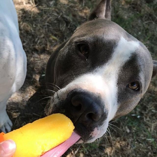 Skid and Bebe enjoying their Mango Pupsicles! Please share and retweet so we can grow. Thank you everyone!🍦🐶