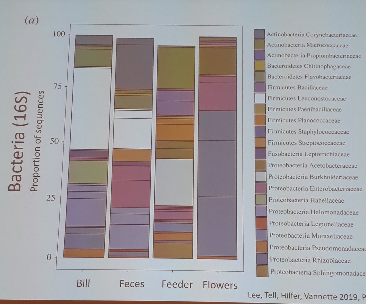 LynnDicks's tweet photo. .@rachelvannette asks whether hummingbird feeders can spread disease. Fascinating experiments show that microbes grow in feeders, slightly more when birds are visiting, but not necessarily disease-causing microbes #PollCon19 https://t.co/53bdm32tUw https://t.co/SuSEn2SPBJ
