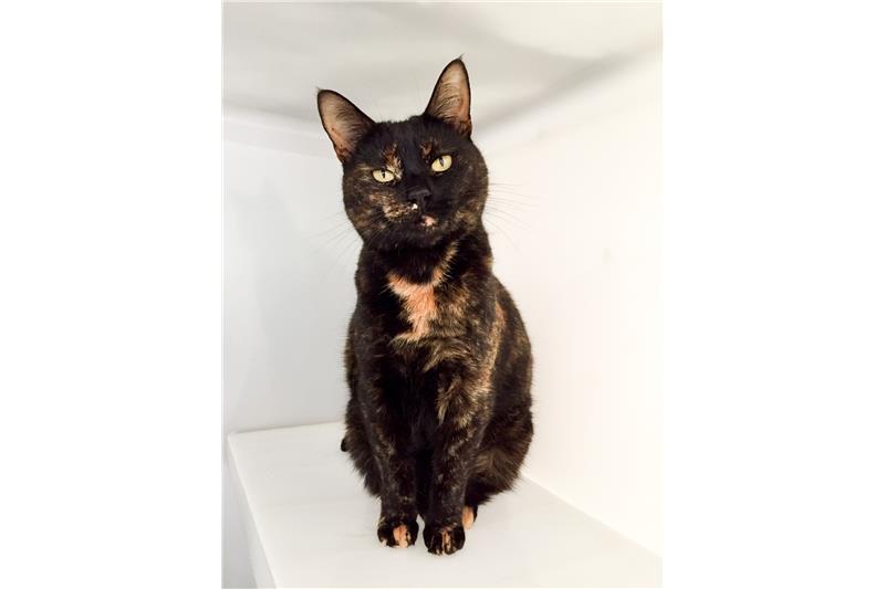 ProtectionCats's tweet photo. Meet Moss, Hartley and Lisa.

These Cats are currently at our #Adoption centre in #huntington #York and are waiting for their #foreverhome.

Come down and meet them. Visiting times are between 11am and 3pm everyday. 
#Caturday #CatsOfTwitter #CatsOnTwitter https://t.co/QERjKxp1i7