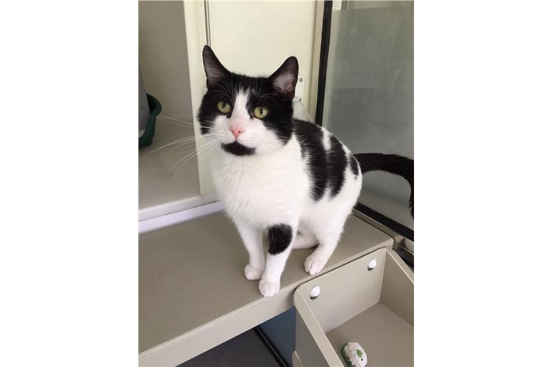 ProtectionCats's tweet photo. Meet Moss, Hartley and Lisa.

These Cats are currently at our #Adoption centre in #huntington #York and are waiting for their #foreverhome.

Come down and meet them. Visiting times are between 11am and 3pm everyday. 
#Caturday #CatsOfTwitter #CatsOnTwitter https://t.co/QERjKxp1i7