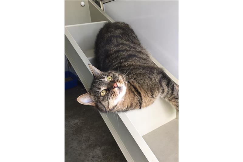 ProtectionCats's tweet photo. Meet Moss, Hartley and Lisa.

These Cats are currently at our #Adoption centre in #huntington #York and are waiting for their #foreverhome.

Come down and meet them. Visiting times are between 11am and 3pm everyday. 
#Caturday #CatsOfTwitter #CatsOnTwitter https://t.co/QERjKxp1i7