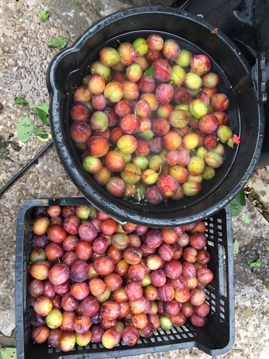 mattfinished's tweet image. Branch broke with storm yesterday and this is the Victoria plum harvest from when it was lopped off. #bestever #whattodonow