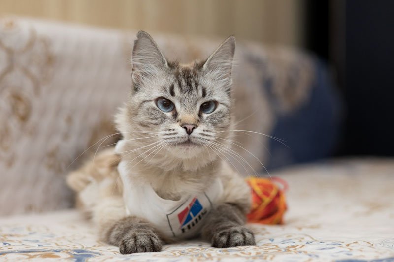 zverikivdar's tweet image. #Москва #ищудом
Я такая Умница!
Я такая Краля!
Вы такой Красавицы
Сроду не видали!
Я прибыла на землю с миссией спасать своей красотой мир!
Мне 2 года, я шаловлива, но в меру. Пользуюсь лоточком.
Волонтёры дали мне смешное имя Шуша. Полюбите меня такой, какая я есть!
89853643005