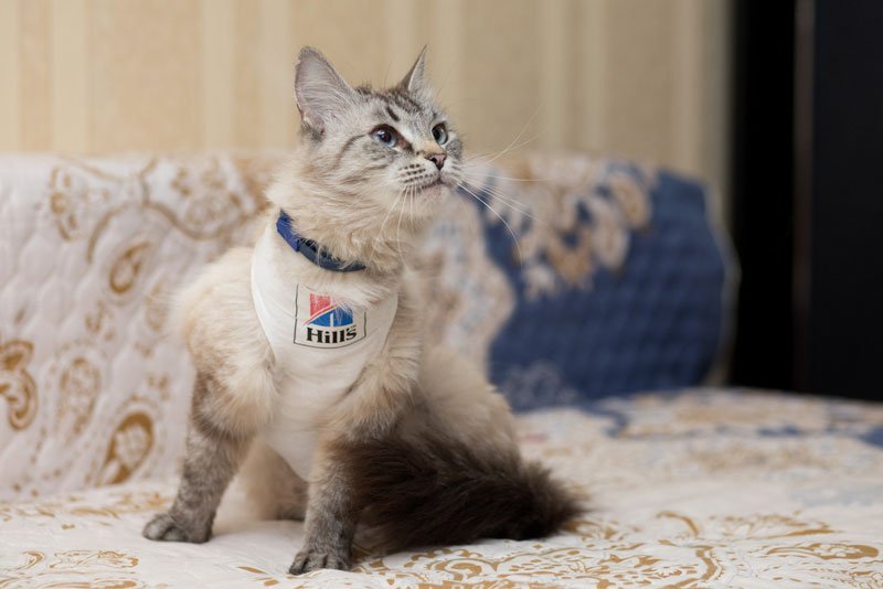 zverikivdar's tweet image. #Москва #ищудом
Я такая Умница!
Я такая Краля!
Вы такой Красавицы
Сроду не видали!
Я прибыла на землю с миссией спасать своей красотой мир!
Мне 2 года, я шаловлива, но в меру. Пользуюсь лоточком.
Волонтёры дали мне смешное имя Шуша. Полюбите меня такой, какая я есть!
89853643005