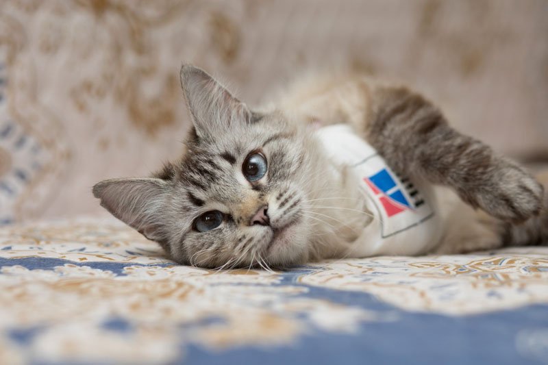 zverikivdar's tweet image. #Москва #ищудом
Я такая Умница!
Я такая Краля!
Вы такой Красавицы
Сроду не видали!
Я прибыла на землю с миссией спасать своей красотой мир!
Мне 2 года, я шаловлива, но в меру. Пользуюсь лоточком.
Волонтёры дали мне смешное имя Шуша. Полюбите меня такой, какая я есть!
89853643005