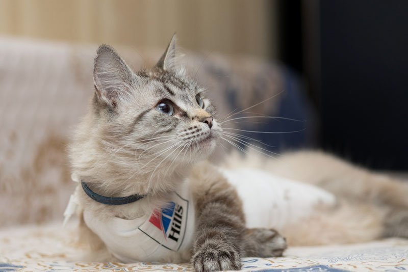 zverikivdar's tweet image. #Москва #ищудом
Я такая Умница!
Я такая Краля!
Вы такой Красавицы
Сроду не видали!
Я прибыла на землю с миссией спасать своей красотой мир!
Мне 2 года, я шаловлива, но в меру. Пользуюсь лоточком.
Волонтёры дали мне смешное имя Шуша. Полюбите меня такой, какая я есть!
89853643005