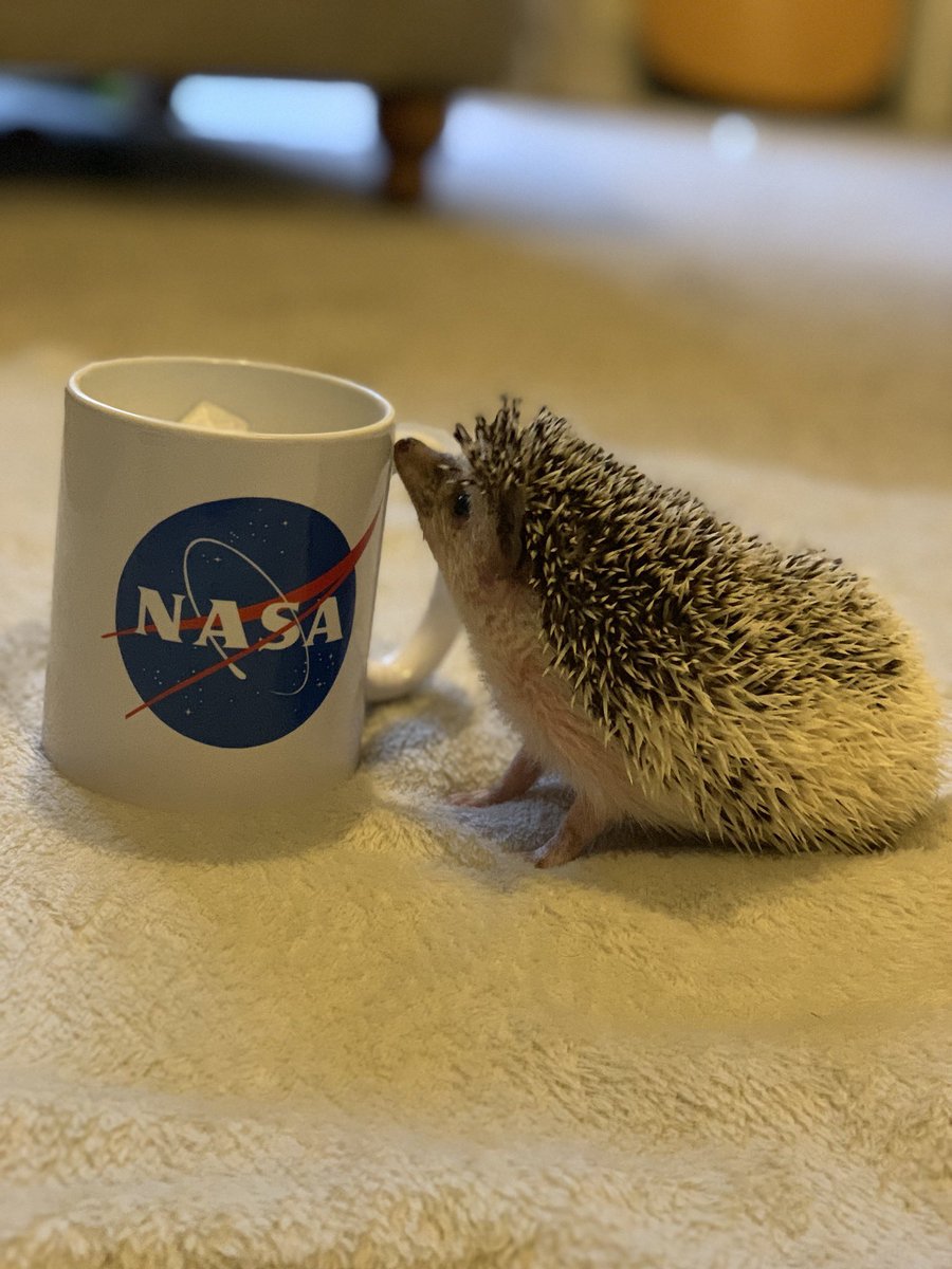 x_Diane_xx's tweet photo. That’s one small step for Ziggy #africanpygmy #hedgehog #50thanniversaryofthemoonlanding #nasa https://t.co/MO05ninTAI
