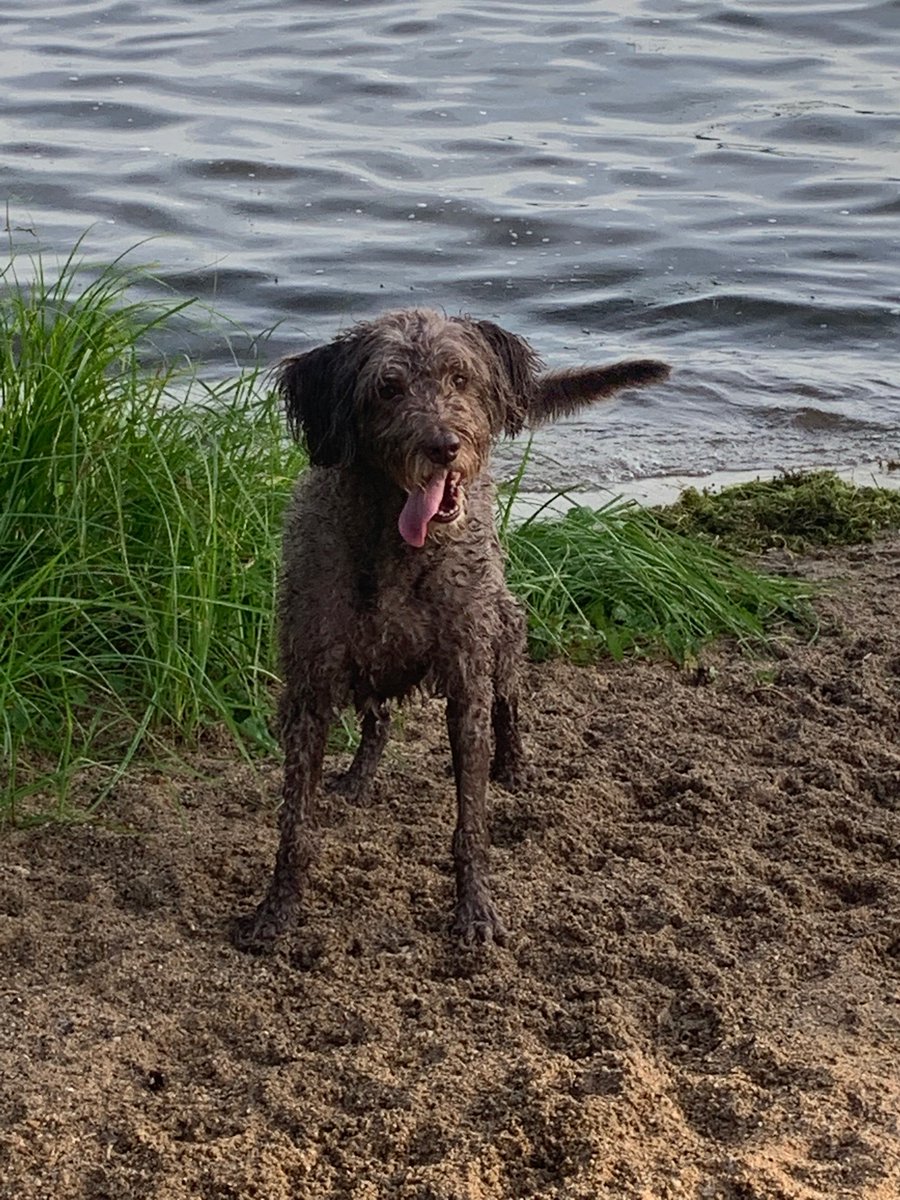 swhutton's tweet photo. This summer day Mocha's not thinking about building a STEM lab,Why should you? We build custom STEM environments.. #catholiceducation #catholicstem #stream #catholiced #catholicschools #catholicFnD #catholiccharities #catholic #dfwpe #tapps #txprivateschool https://t.co/f6I3xA8lRe