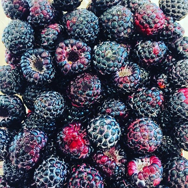 It’s #blackcap season!! If American food was as developed as, say, French or Japanese, this would be a major restaurant event. Anyway, I got mine, at @wedge_linden_hills_coop $6 a half pint, like blackberries made with a bit of black pepper, flint, licor… ift.tt/2O7QH3e