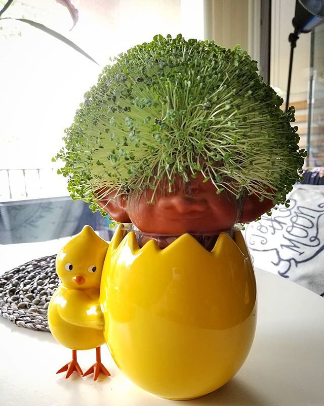 jeffreyes_'s tweet photo. Props to the best plant mommy @beautifell on raising our first Chia Pet (or troll for that matter) #chiapet #plantmom #gardening https://t.co/V3gms5LGxk https://t.co/lAeecuC3Hl