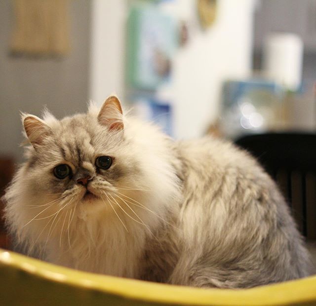 derpycatsandchn's tweet photo. Artemis is still very puzzled why some days the hoomans leave home in the morning and return in the sunset, other days they are simply on the couch all day long. Why can’t they always make sure at least one of them is home? We’d like to have tuna for lunch EVERYDAY, not just… https://t.co/vwxAmSzGdH