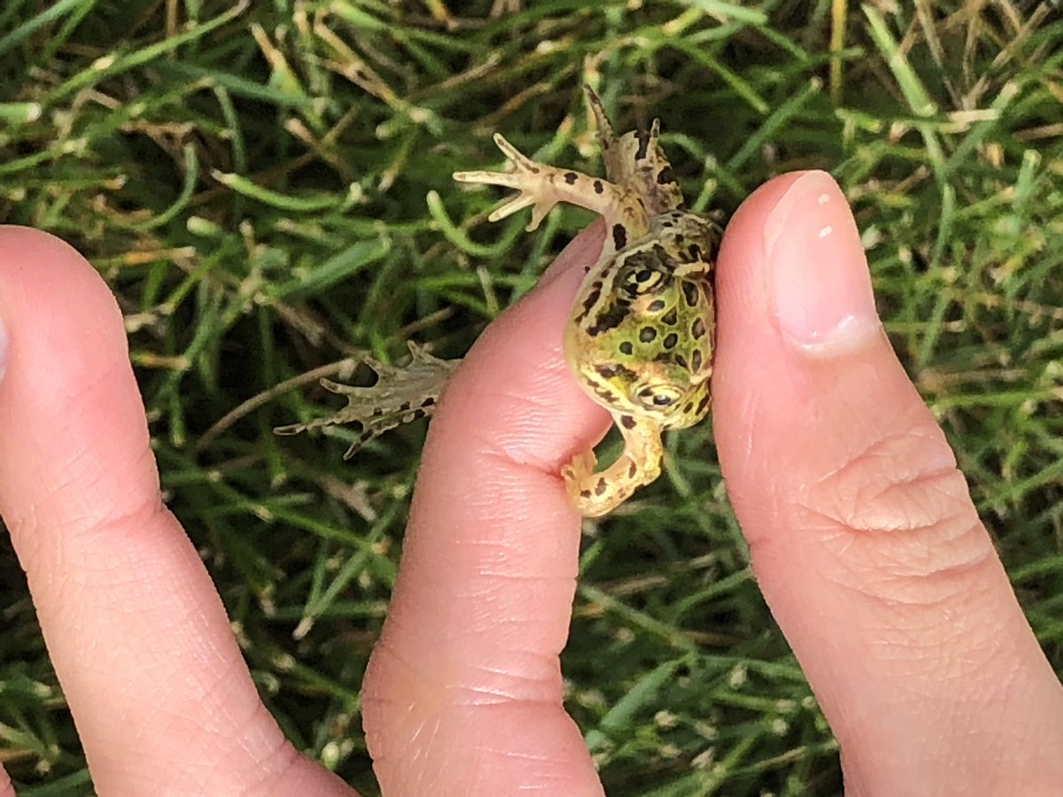 TaniaBumstead's tweet photo. It’s 40C/ 105F outside so we decide to do some #STEMdiscovery still not hot enough to fry an egg but we found a little friend on trip https://t.co/Eoe7XM7RHe