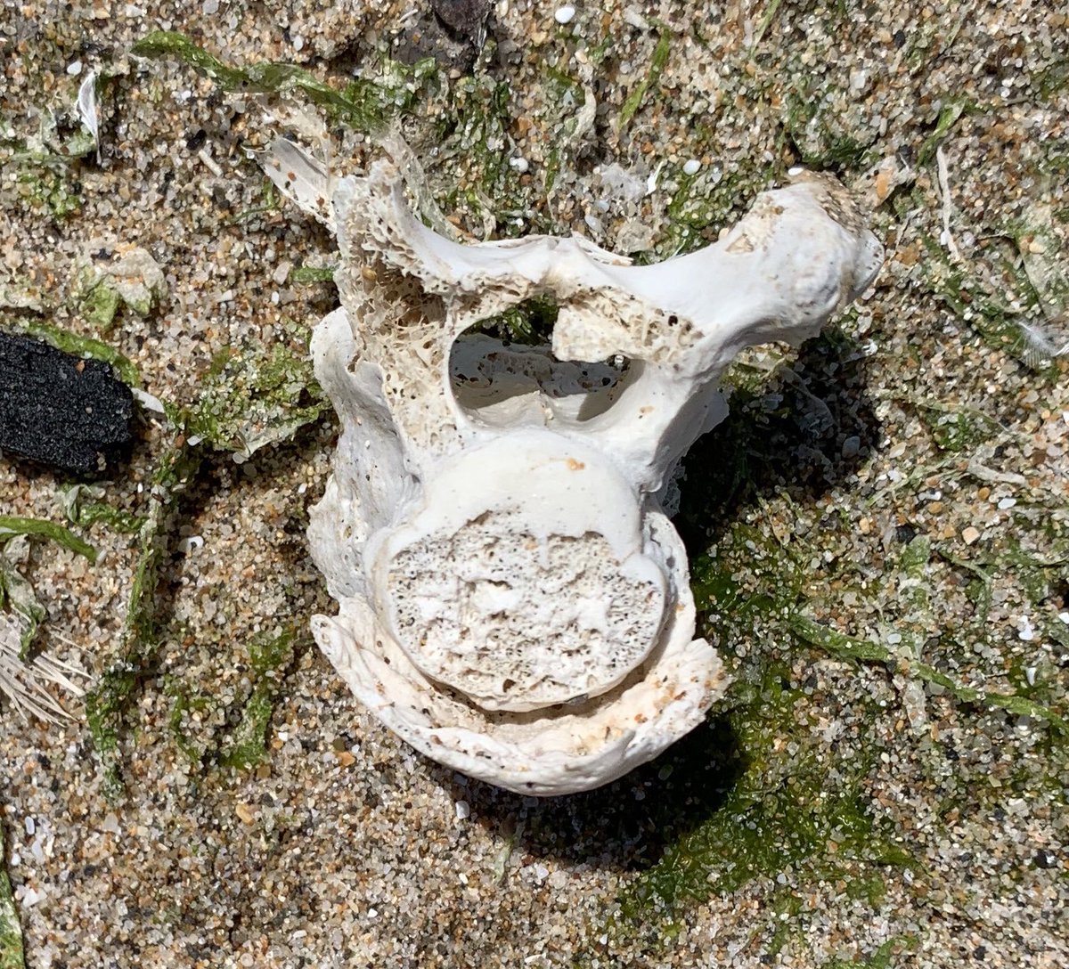 Vertebrae