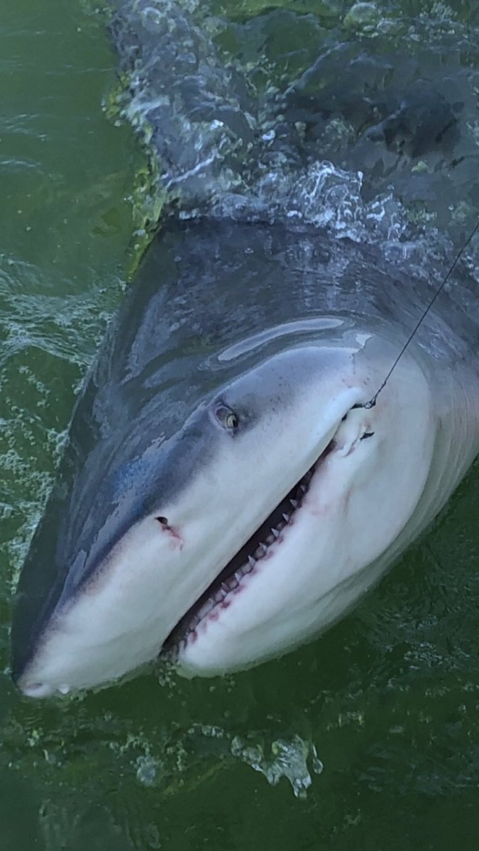 We originally thought it was a big shark. First time I’ve ever seen one. We popped the hook out and sent her on her way. #spottedeagleray  45 mins later we released a bull. #bullshark