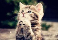 ProtectionCats's tweet photo. Every #Donation is accepted at #catsprotection.
#100PERCENT of #money that your #Donation makes goes to helping find a #cats #foreverhome.
Not only that, if you #SignUp as a #giftaidmember, the #Government will add an extra 25% out of the #tax you pay.
#donate at #catsprotection. https://t.co/EwmChLfEt5