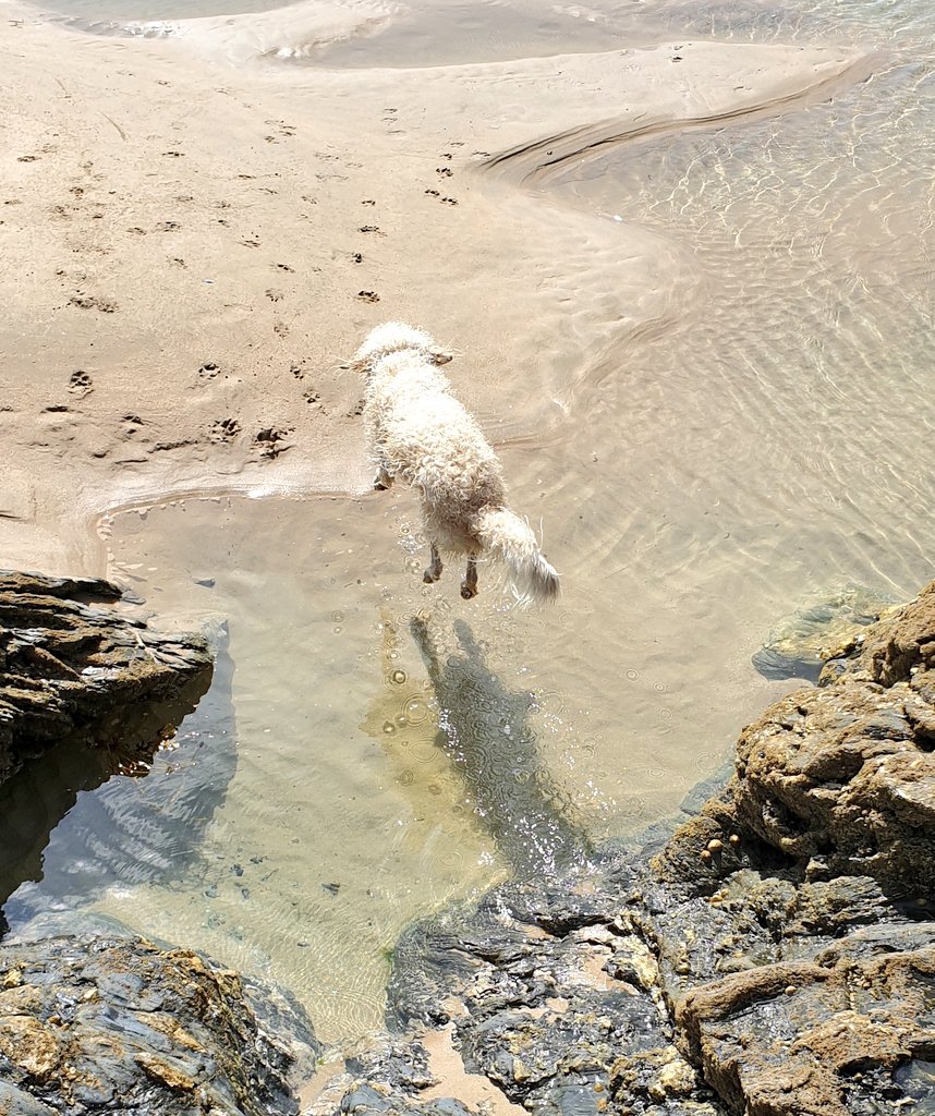 Found out today that my dog can levitate! #goldendoodle #Dog <a href="/newquay/">Newquay</a>