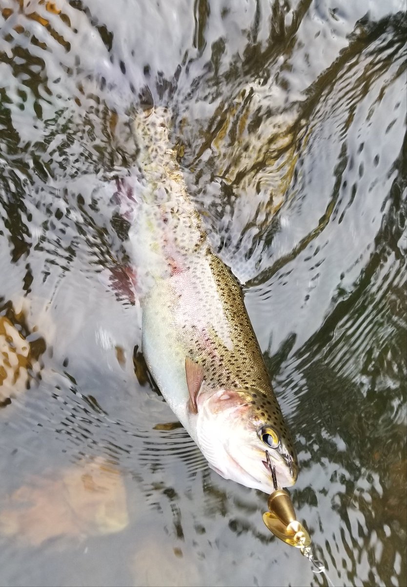 BellBryan's tweet photo. Day 41: running and trout fishin' in the Smokeys. Them there hills are definitely bigger on the way back up. #RWRunStreak https://t.co/phI9ohjmzX