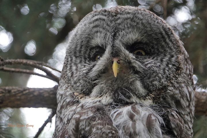 BirdPaddler's tweet photo. #Owl power! I took these 2 photos on two different days in #Alberta. A #barnowl which I’ve never seen in the wild, taken at the Alberta Birds of Prey Centre in #Coaldale. The other shot is a #grayowl, I took at the @calgaryzoo @TourismCalgary @TravelAlberta https://t.co/uqeh5ZVejm
