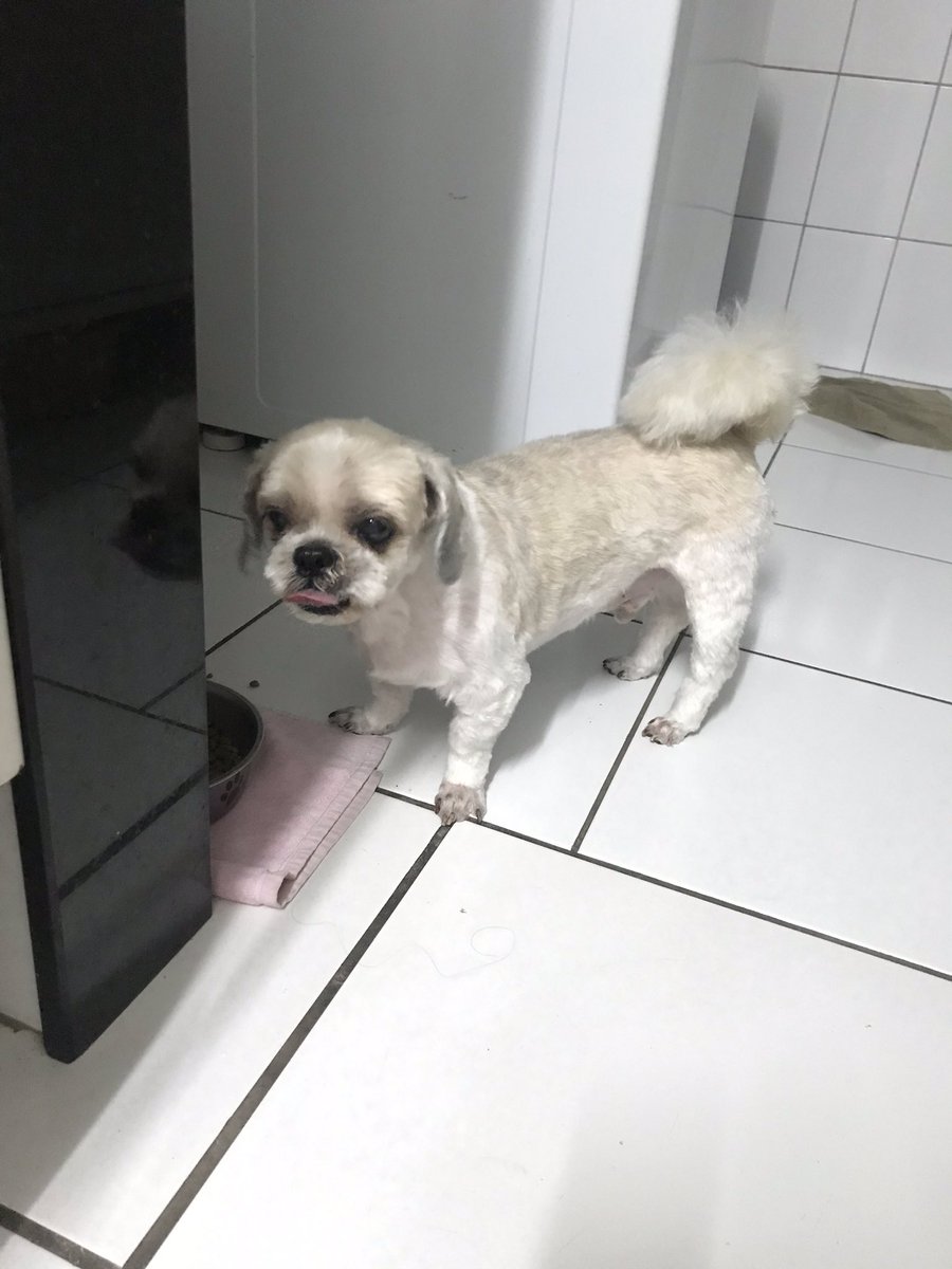 mugglemuch's tweet photo. so i took my dog to the pet shop to take a shower and.....what the fuck happened https://t.co/aLKdYcPcID