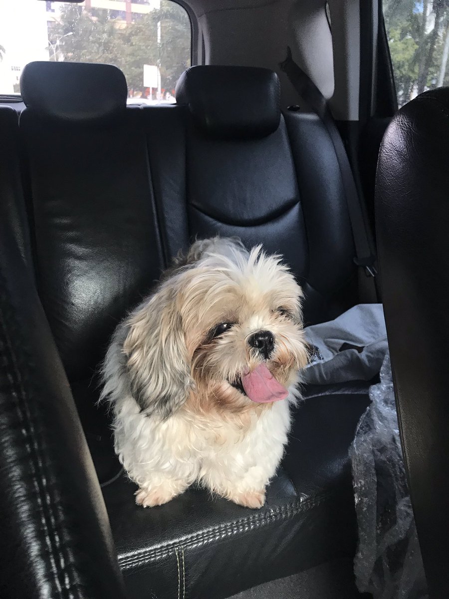 mugglemuch's tweet photo. so i took my dog to the pet shop to take a shower and.....what the fuck happened https://t.co/aLKdYcPcID