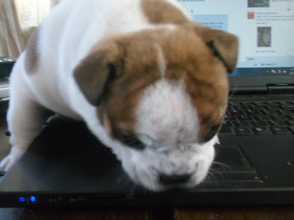 Chevyx0x's tweet photo. new pic of my pup up up over on https://t.co/60bj1D8eN8 https://t.co/q5NggXUX76