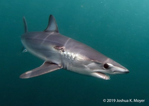Did you know that the genus of the Shortfin Mako (Isurus oxyrinchus) is derived from Greek meaning 'equal tail'? The dorsal and ventral lobes of a mako's caudal fin are almost equal. This is great for generating thrust and accelerating through the water! #Mako #SpeedyShark