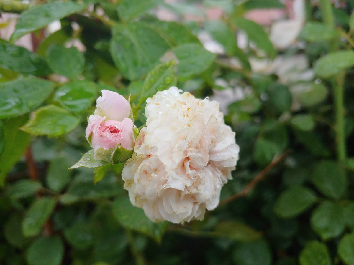 오늘 아침 장미. 물과 비는 차이가 크다.