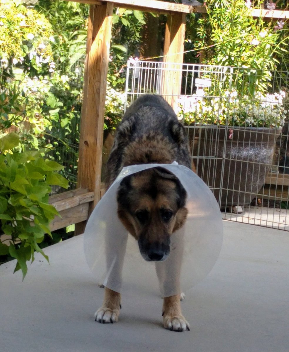 0684Blade's tweet image. Don't blame me, Pal...  You know the vet said no licking of your belly, but NO. You had to go ahead and lick it insesently. 

#ConeofConsequences #pooryou #whoaisme