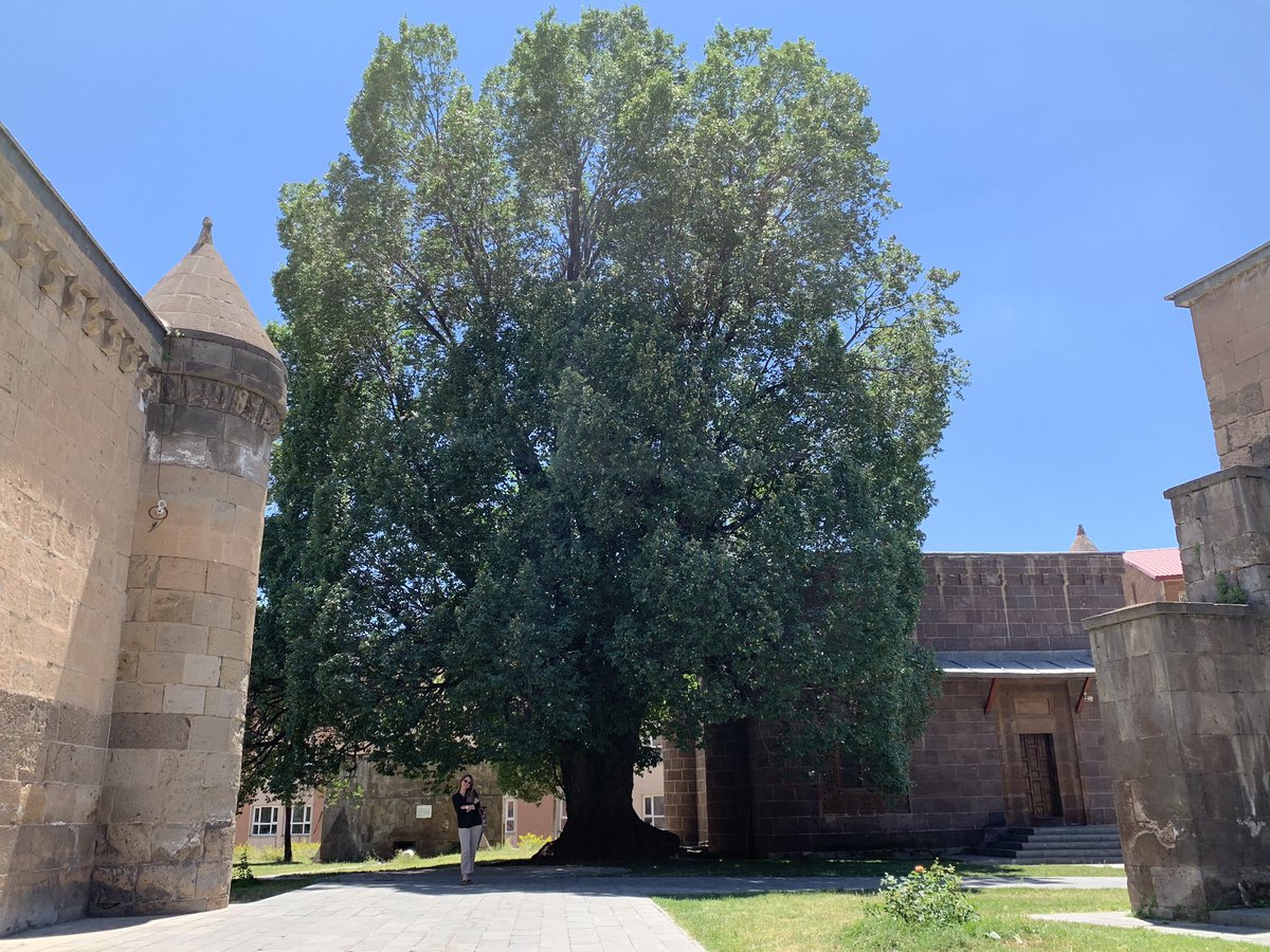 “...Ben bir karaağaç gölgesi buldum, cebimde ümitlerim..”