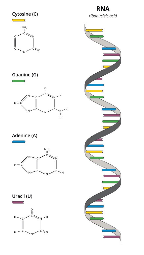RNA (and DNA) function as a digital code in species. The sequence of the 4 bases along the strand are crucial to the folding and function of the RNA. This sequence is the information in the strand, and it’s not determined by chemical processes. In fact the reason why RNA is so8
