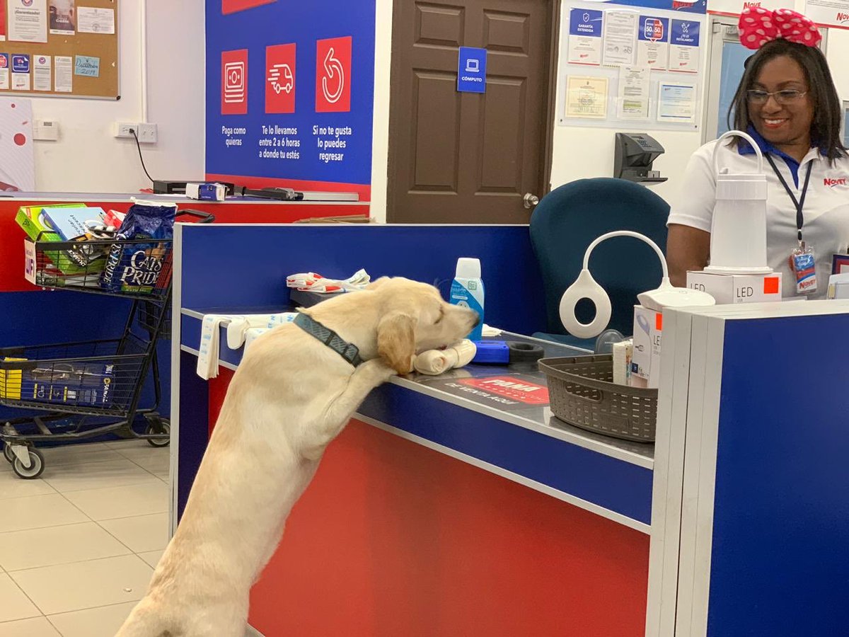 uto050505's tweet photo. Se quedó sin juguetes así que fue a comprar más 🐾🐾 https://t.co/h9t31wNYtE