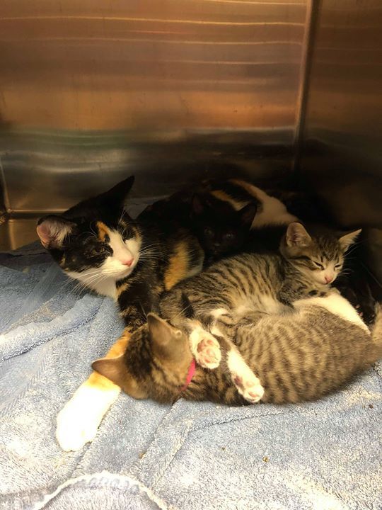 cobbkitties's tweet photo. 🐾❤️RESCUE AND PLEDGES NEEDED!!❤️🐾
*Goal: $400 ($100 each)*

Pretty Mom and her three under 2lb babies need our help! Please Share and Pledge to help them find Rescue and cover their vetting!  Please Help if you can! 💗🐈🙏

ID 616822- Mama
ID 616824… https://t.co/zNQr7qzrPI https://t.co/LcZOBMfQXf