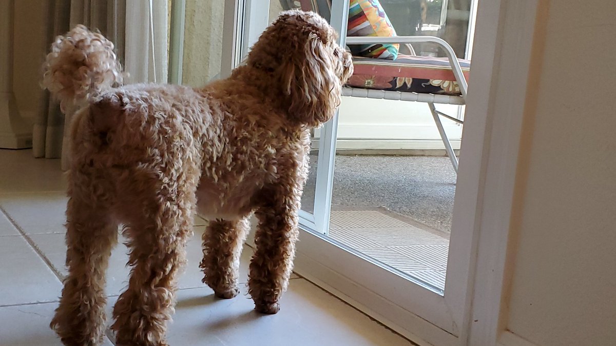 blockbgarbage's tweet image. I miss block b, but please look at this chunky dog