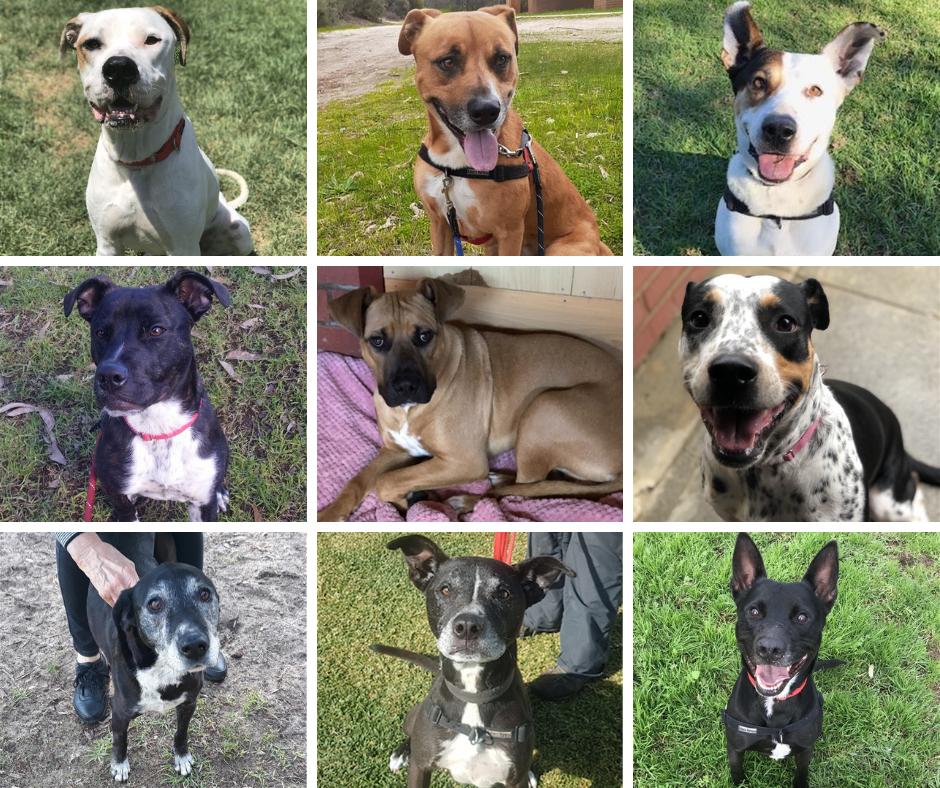 Okay it's another #FullHouse here at the Dogs' Home with over 40 dogs onsite &amp; more in foster. If you're ready for a canine companion please consider #rescue as your first option. #AdoptDontShop <a href="/tweetperth/">Tweet Perth</a> <a href="/SMPerth/">Social Media Perth</a> <a href="/PerthHappenings/">Perth Happenings</a> <a href="/coffey_tea/">your social media strategists</a> <a href="/GillOshaughness/">Gillian OShaughnessy</a> <a href="/9NewsPerth/">9News Perth</a> 🐶