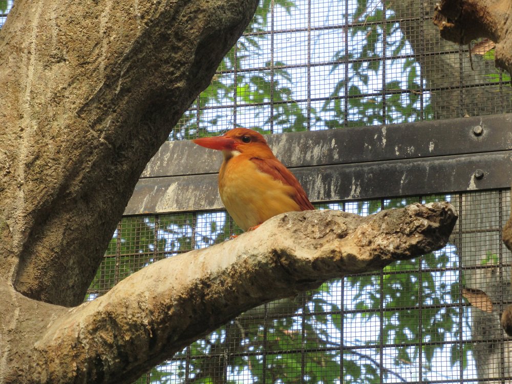 上野動物園 公式 Twitterren おはようございます 上野動物園開園しました 写真は日本では夏鳥 として飛来するアカショウビンです 赤褐色の体が鮮やかですね 日本の鳥 でご覧いただけます T Co U2baq8nns7 Twitter