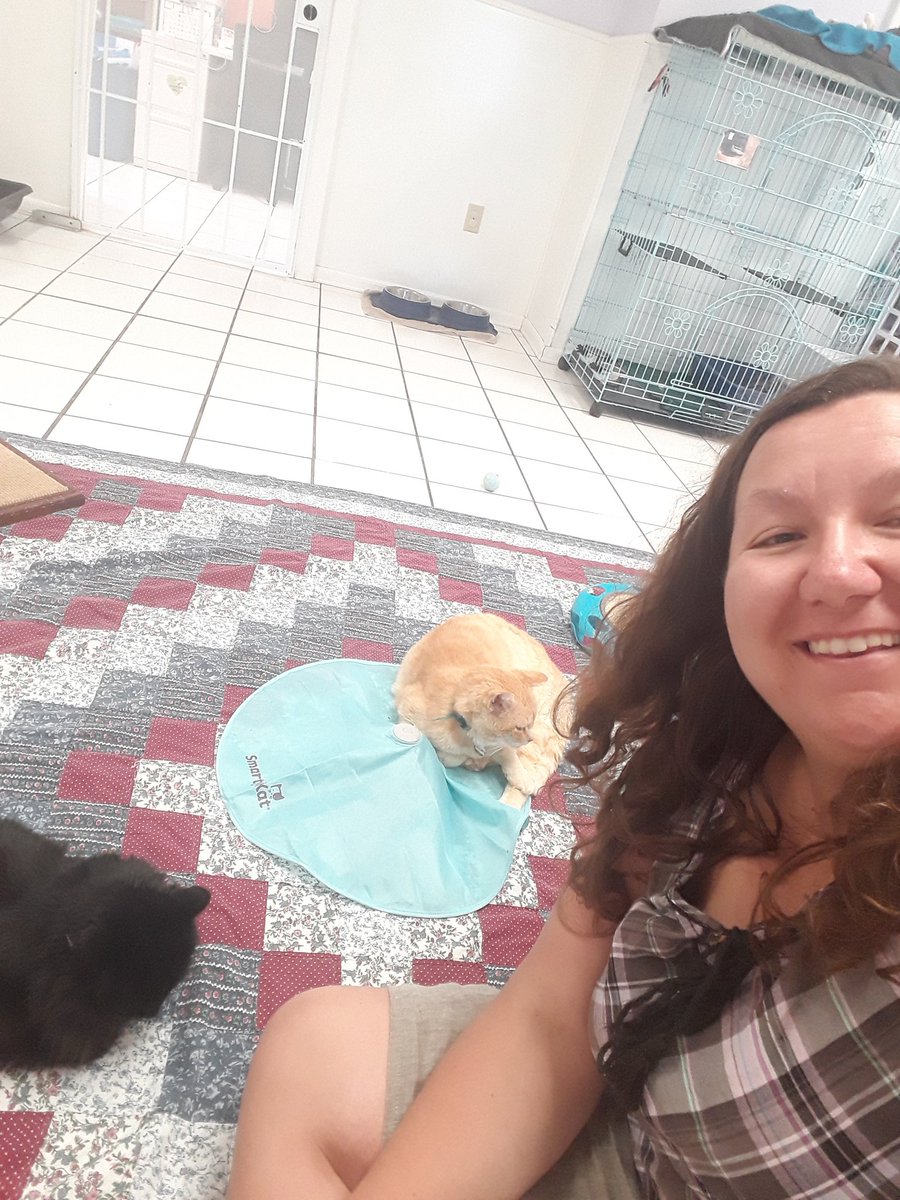 aurora_84's tweet photo. I HAVE A @hllangel! And also all of her work kittens!! #SFtweet (even though I'm no longer in SF, but I don't wanna doxx H. without her consent lol) https://t.co/zREPcBO6AZ