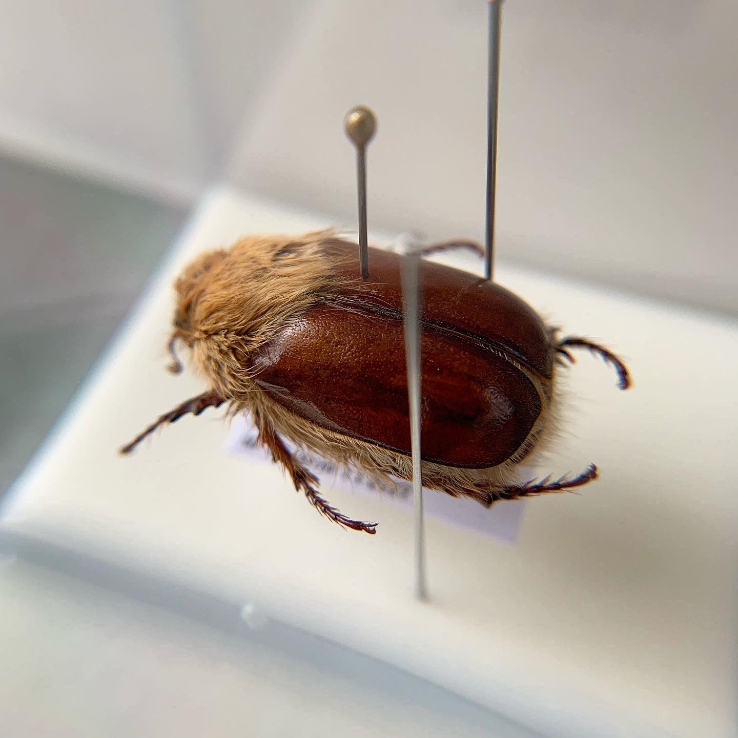 ⭐︎特選⭐︎ ライオンコガネ　標本 大特価 ⭐︎特選⭐︎ 昆虫 | 標本（センチコガネの仲間 ライオン